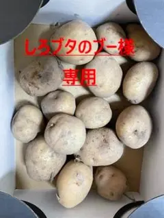 しろブタのブー様専用