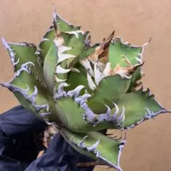 2025年最新】アガベ レッドキャットウィーズルの人気アイテム - メルカリ