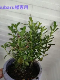 Subaru様専用ナイトモス