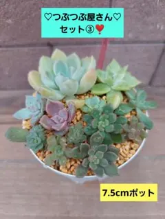 つぶつぶ屋✡️札付き 誾千代 ✡️多肉 抜き苗 つぶー 寄せ植 つぶつぶ屋✡️札付き 誾千代 ✡️多肉 抜き苗 つぶー 寄せ植