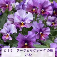 ビオラ　ヌーヴェルヴァーグ の種　25粒＋αのサムネイル