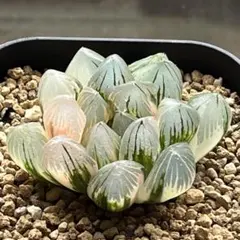 白蛇伝 小苗ハオルチア 多肉植物 - メルカリ