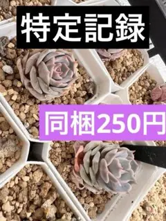 特定記録★こころんち様 リクエスト 4点 まとめ商品