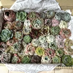多肉植物カット苗寄せ植えセット　メルカリ便