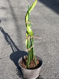 超レアなドラゴンフルーツ鉢植えのサムネイル