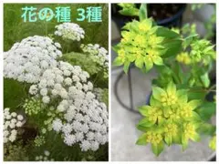 花の種 2種　ホワイトレースフラワー＆ブプレリウムの種