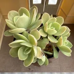 2026年最新】ピーチプリデ 多肉の人気アイテム - メルカリ