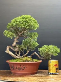 2025年最新】盆栽 真柏の人気アイテム - メルカリ