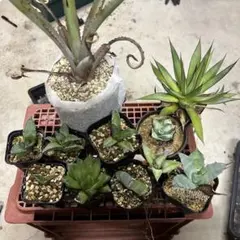 Masahiro Saitou様 リクエスト 5点 まとめ商品