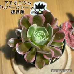 2026年最新】アエオニウムの人気アイテム - メルカリ