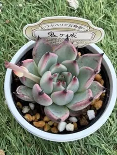 多肉植物 エケベリア miyaさん苗 命名種 Haku 専用 多肉植物 エケベリア miyaさん苗 命名種 Haku - メルカリ