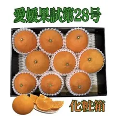 愛媛果試第28号(紅まどんなと同品種)　特秀　化粧箱　贈答用