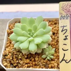 2026年最新】ミックスベリアの人気アイテム - メルカリ