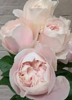 薔薇　バラ　苗　シ①のサムネイル