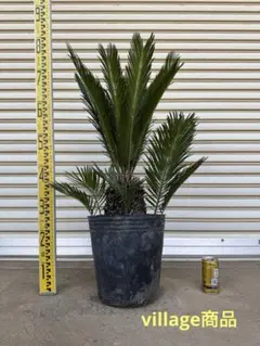 引き取り限定 ソテツ ダブルヘッド 約1.5m 二股の幹 - メルカリ
