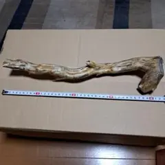 【希少・極上】深海松 レインボーコーラル (大650g／42cm)