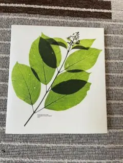 ゆず　歩行者優先　濃　CD