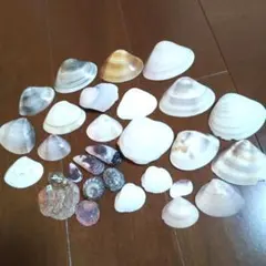 貝殻 各種