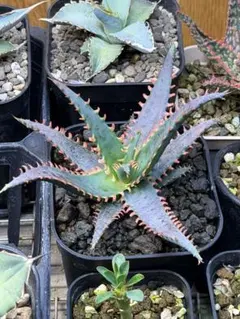 2026年最新】アロエ ハイブリットの人気アイテム - メルカリ