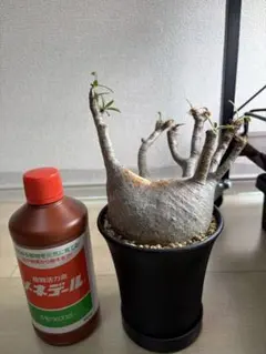 2025年最新】グラキリス 現地球の人気アイテム - メルカリ