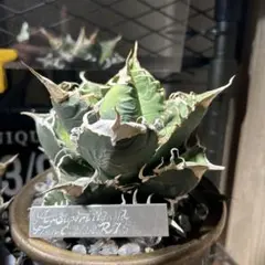 2026年最新】スーパーチタノタの人気アイテム - メルカリ