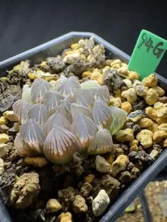 19g 多肉植物 ハオルチア 紫王オブツーサ錦 自家繁殖 鉢植え発送