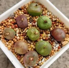 コノフィツム　フィシフォルメ入り9苗セット　多肉植物　メセンのサムネイル