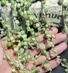 4多肉植物 セダム ★斑入りグリーンネックレス★ カット苗