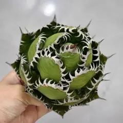 2026年最新】ホリダ 陽炎の人気アイテム - メルカリ