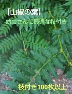 【山椒の葉】農薬不使用☆枝付き100枚以上のサムネイル