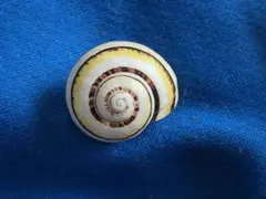 貝標本 CUBAのカラフルカタツムリ - メルカリ