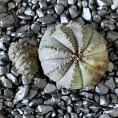 2026年最新】オベサ モンストの人気アイテム - メルカリ