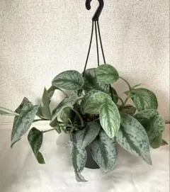 【訳あり特価】Scindapsus Yupa 希少 2025年最新】Scindapsusの人気アイテム - メルカリ