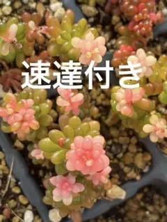 速達‼️norichan様 リクエスト 2点 まとめ商品