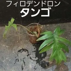 ma様 リクエスト 2点 まとめ商品