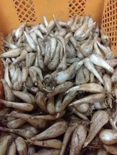種らっきょう 箱込み30キロ発送 - メルカリ