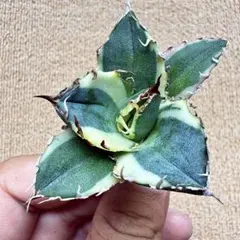 Lj_plants】Z370多肉植物 アガベ 王妃雷神 黄中斑 極上美株 - メルカリ