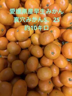 2026年最新】真穴みかん sの人気アイテム - メルカリ