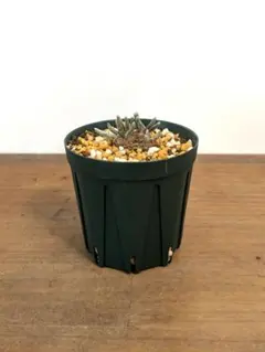 遠くを見つめるアザラシ アボニア クイナリア2株セット 遠くを見つめるアザラシ様専用 アボニア クイナリア2株セット