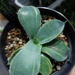 2025年最新】アガベ パリー トランカータ 斑入りの人気アイテム