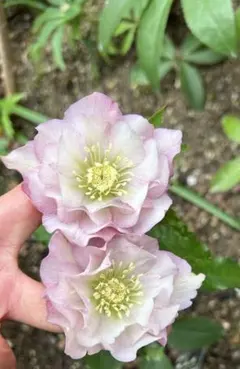 クリスマスローズ