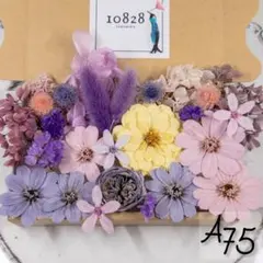 A75/505 薄花 ジニアのプリザーブドフラワー 花材セット 詰め合わせ