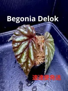 2026年最新】begonia delokの人気アイテム - メルカリ