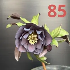 2026年最新】クリスマスローズ 苗の人気アイテム - メルカリ