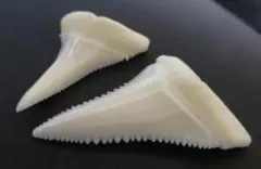 Item thumbnail for item 5224f44f-c495-424a-982c-373d249e7d0e