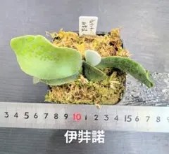 2026年最新】伊弉諾 ビカクシダの人気アイテム - メルカリ