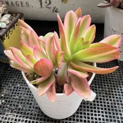 2026年最新】多肉植物錦の人気アイテム - メルカリ