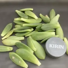 多肉植物☆葉挿し用☆春萌☆30枚