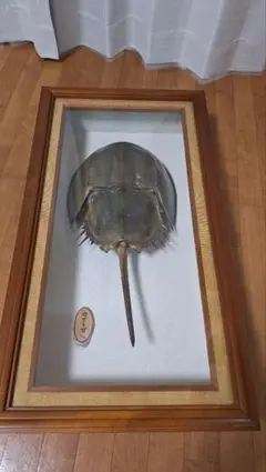 カブトガニ標本 天然記念物 - メルカリ