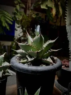 アガベ NO NAME 山中勇人 陶器鉢付き 発根済 2025年最新】アガベノーネームの人気アイテム - メルカリ